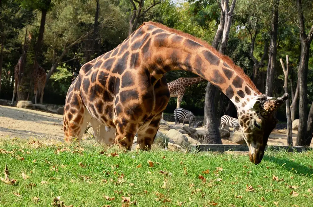 Zoopark Chomutov