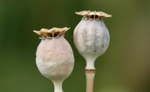 Terče Pod Dlažbu